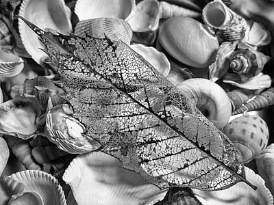 Greyscale Photography of Seashell With Leaf thumbnail