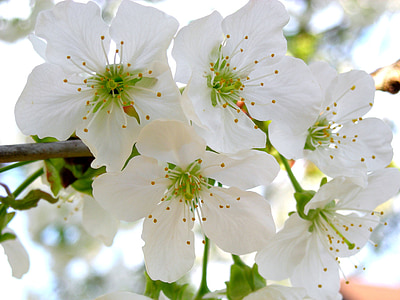 white flowers thumbnail