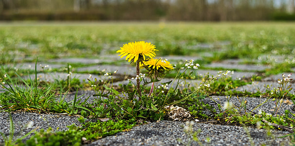 shallow focus photography of yellow flowers thumbnail