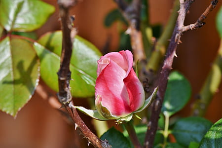 shallow focus photography of pink flower thumbnail