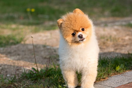 dog, animal, puppy, pet, cute, dog and thumbnail