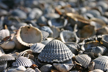 closeup of shell thumbnail