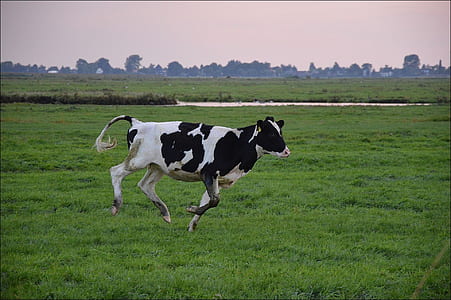 cow running on grass field thumbnail
