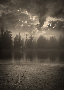 grayscale photography of forest thumbnail