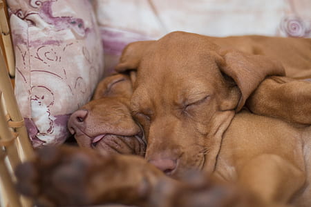 short-coated tan puppies close-up photography thumbnail