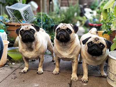 adult fawn pugs thumbnail