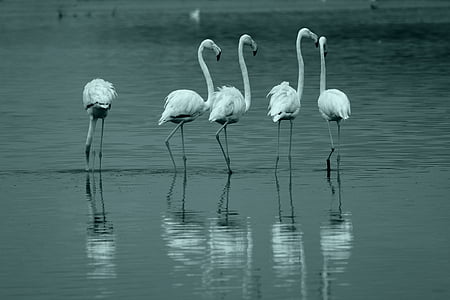 grayscale photo of five flamingos on body of water thumbnail