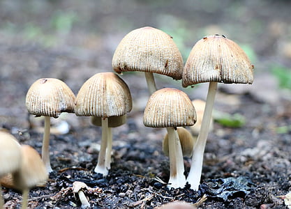 selective focus photography of brown mushrooms at daytime thumbnail