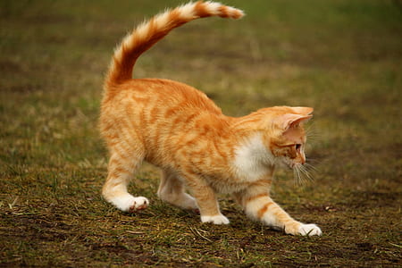 orange tabby cat thumbnail