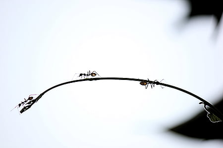 ants on black string thumbnail