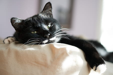 closeup photo of black and white cat lying on beige textile thumbnail