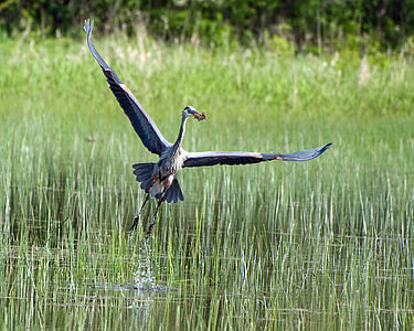 white and black bird flying on body of water during daytime thumbnail