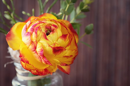 shallow focus photography of orange and red flower thumbnail