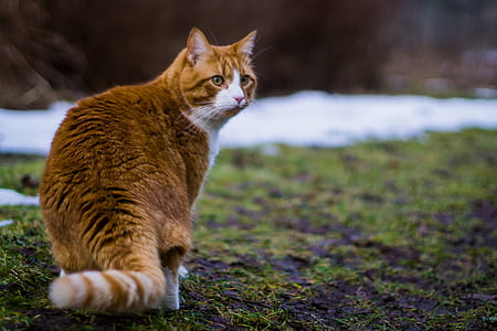 orange cat sitting on green grass selective focus photography thumbnail