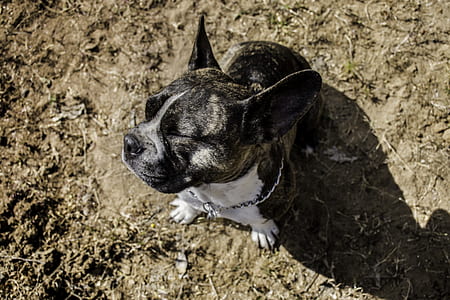 black and white dog sitting on soil thumbnail