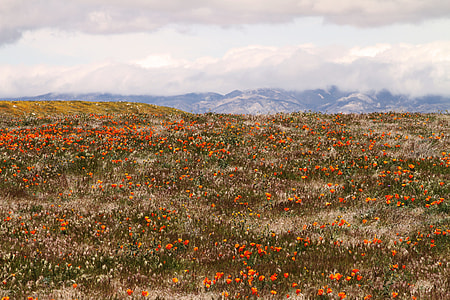 orange flower field during daytime thumbnail
