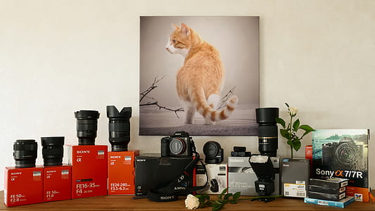 orange tabby cat photo on wall thumbnail