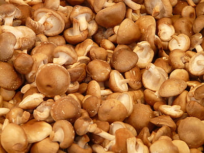 brown and white mushrooms thumbnail