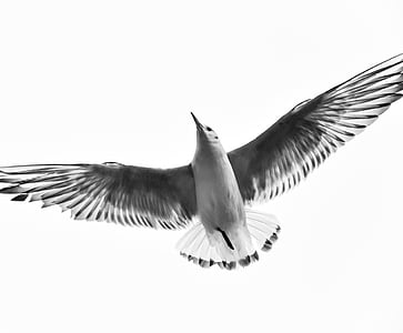 flying bird thumbnail
