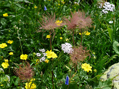 selective focus photography of white and yellow petaled flowers thumbnail