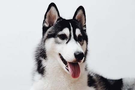 closeup photography of adult white and black Siberian husky thumbnail
