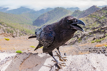 black bird on beige surface thumbnail