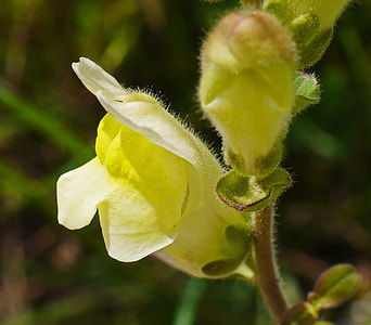 Loewenmaeulchen, Flower thumbnail