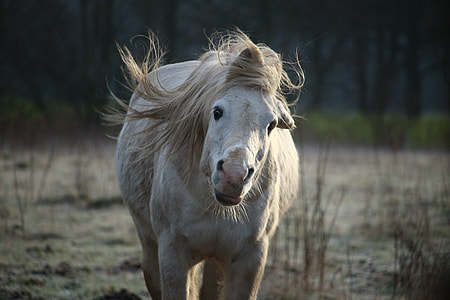 white horse thumbnail