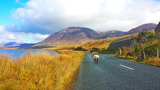 white goat on the road thumbnail