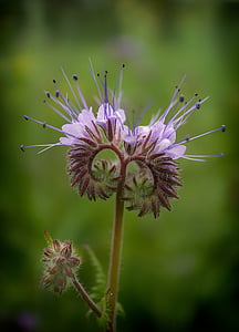 purple petaled flowers in bloom close up photo thumbnail