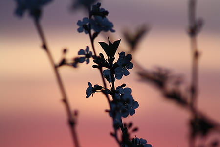 white flower closeup photo during nighttime thumbnail