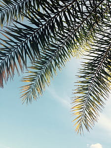 Green Tree Leaves thumbnail