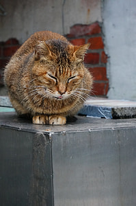 Cat, Animal thumbnail