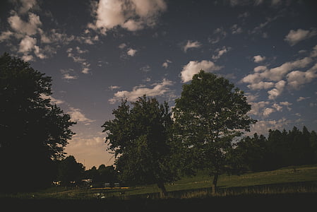 green trees thumbnail