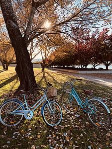 Two Teal Bicycles Near A Tree thumbnail