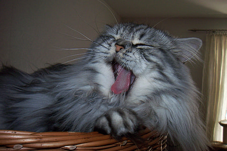 close-up photo of long-coated gray cat lying on brown wicker basket thumbnail