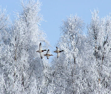 three ducks flying near trees thumbnail