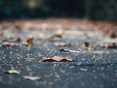 closeup photography of dried leaf thumbnail
