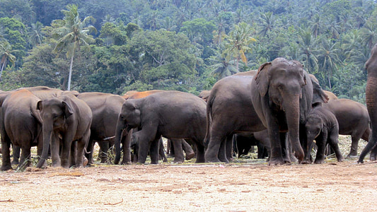 gray elephants near coconut trees thumbnail
