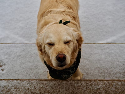 closeup photo of golden retriever closing eyes thumbnail