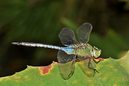 green and blue dragonfly on leaf thumbnail