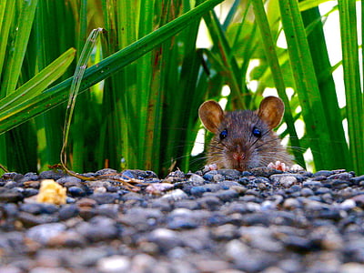 brown mouse thumbnail