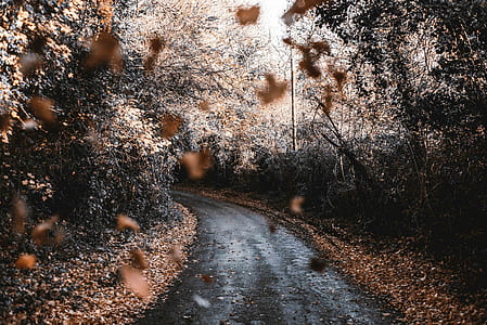 dried leaves on camera screen thumbnail