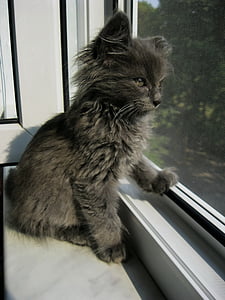 gray kitten looking outside the window thumbnail