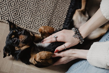 Petting the little cute dog thumbnail