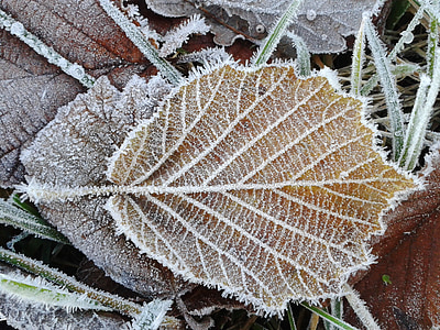 photo of brown leaf with snow thumbnail