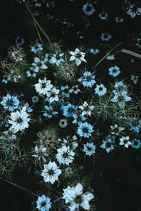 close-up photo of white petaled flowers thumbnail
