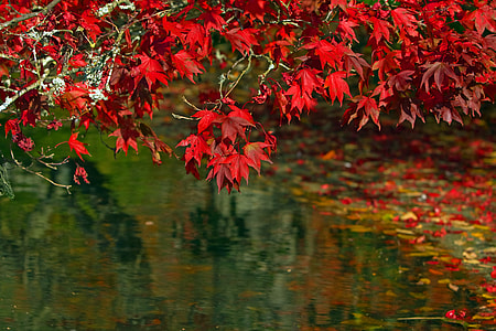 red leaf plants near clear body of water thumbnail