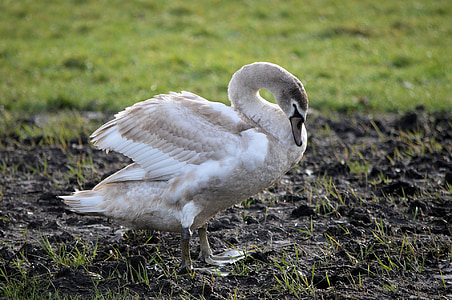 swan on muddy ground thumbnail