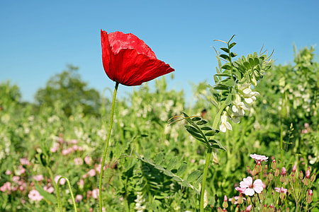 focus photography of red petaled flower thumbnail